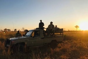 Safari y experiencia con rinocerontes blancos