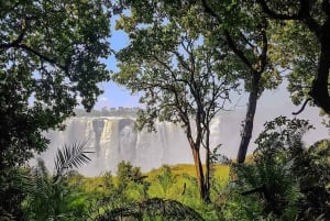 Guided Tour of the Falls