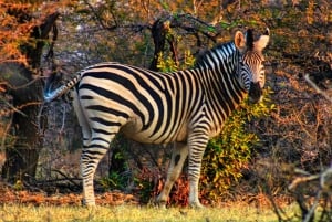 Safari z podwieczorkiem w parku narodowym