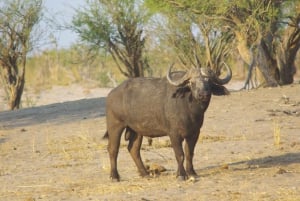 Hwange Full Day Safari Tour