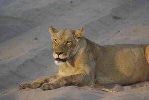 Hwange Full Day Safari Tour