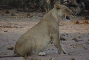 Hwange Full Day Safari Tour