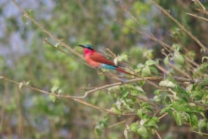 Hwange Full Day Safari Tour