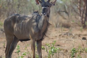 Hwange Full Day Safari Tour