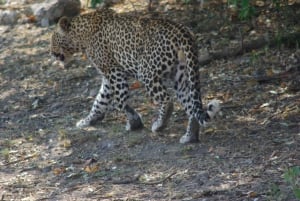 Hwange Full Day Safari Tour