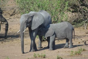 Hwange Full Day Safari Tour