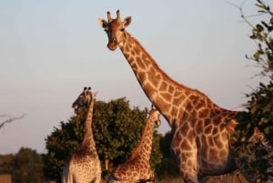 Hwange Full Day Safari Tour