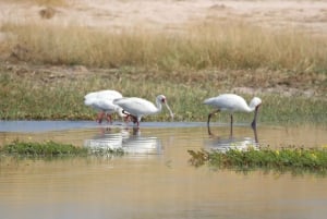 Hwange Full Day Safari Tour