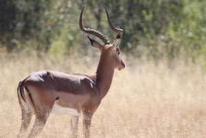 Hwange Full Day Safari Tour