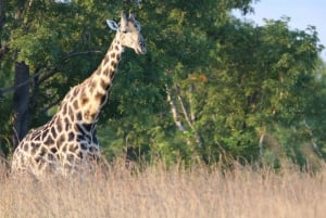 Hwange Full Day Safari Tour