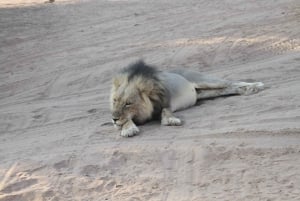 Hwange Full Day Safari Tour