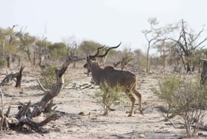 Hwange Full Day Safari Tour