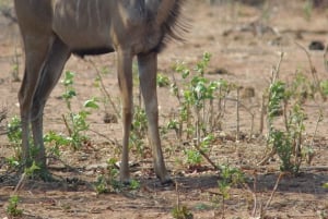 Hwange Full Day Safari Tour