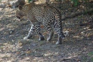 Hwange Full Day Safari Tour