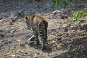 Hwange Full Day Safari Tour