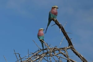 Hwange Full Day Safari Tour