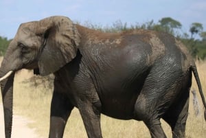 Hwange Full Day Safari Tour