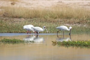 Hwange Full Day Safari Tour