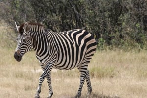 Hwange Full Day Safari Tour