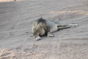 Hwange Full Day Safari Tour