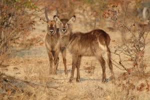 Hwange National Park Private Wildlife Safari