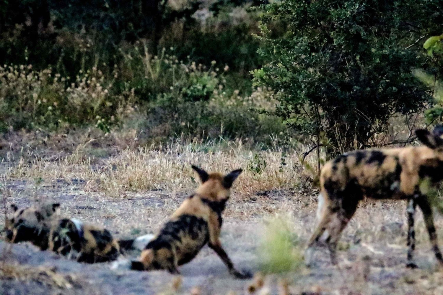 Kasane: Wycieczka safari po Parku Narodowym Chobe