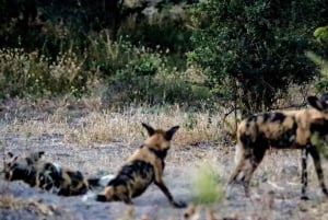 Kasane: Wycieczka safari po Parku Narodowym Chobe