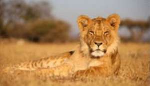 Lion Encounter