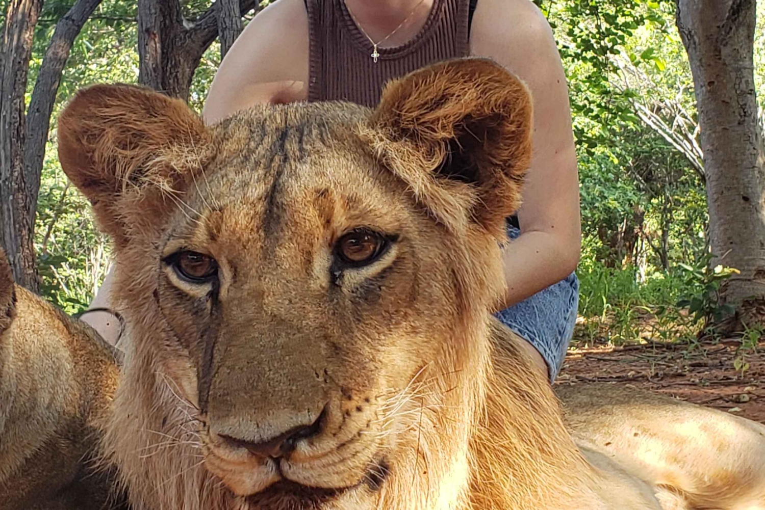 Löwen-Spaziergang Safari