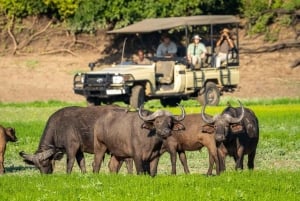 Livingstone: passeio pela cidade, safári e visita às Cataratas Vitória