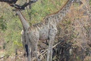 Livingstone: Game Drive and White Rhino Safari Short Walk