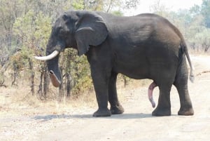 Livingstone: Game Drive and White Rhino Safari Short Walk