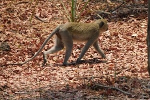 Livingstone: Game Drive and White Rhino Safari Short Walk