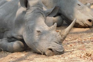 Livingstone: Game Drive and White Rhino Safari Short Walk