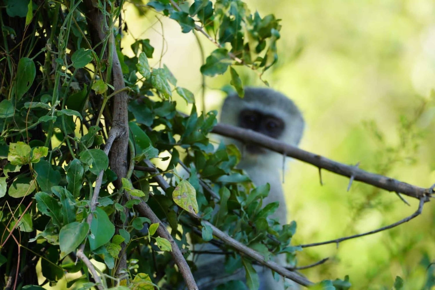Livingstone : safari et visite culturelle