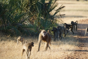 Livingstone : safari et visite culturelle