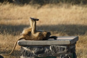 Livingstone : safari et visite culturelle