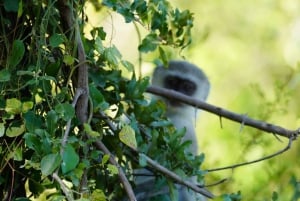 Livingstone : safari et visite culturelle