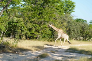 Livingstone : safari et visite culturelle