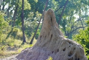 Livingstone : safari et visite culturelle