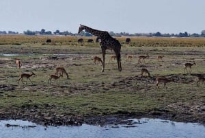 Livingstone : safari et visite culturelle