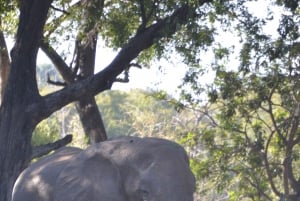 Livingstone: Game Drives & Rhino Walk