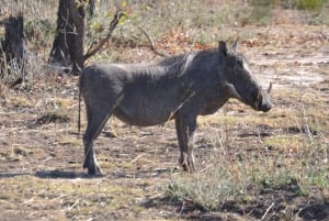 Livingstone: Game Drives & Rhino Walk