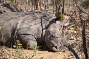 Livingstone: Game Drives & Rhino Walk