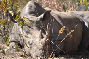 Livingstone: Game Drives & Rhino Walk