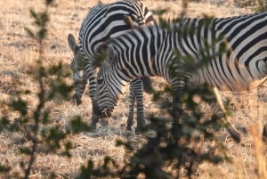 Livingstone: Game Drives & Rhino Walk