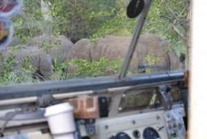 Livingstone: Game Drives & Rhino Walk