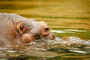 Livingstone: Półdniowa przygoda w Parku Narodowym Mosi-oa-Tunya