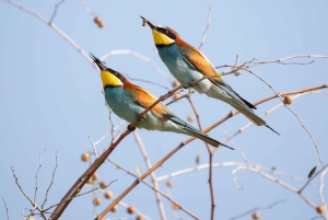 Livingstone: Lochinvar National Park Birdwatching Adventure