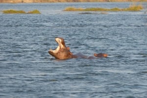 Livingstone: Lochinvar National Park Birdwatching Adventure
